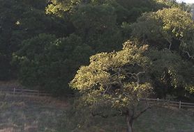 Park image