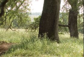 Park image