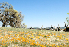 Park image